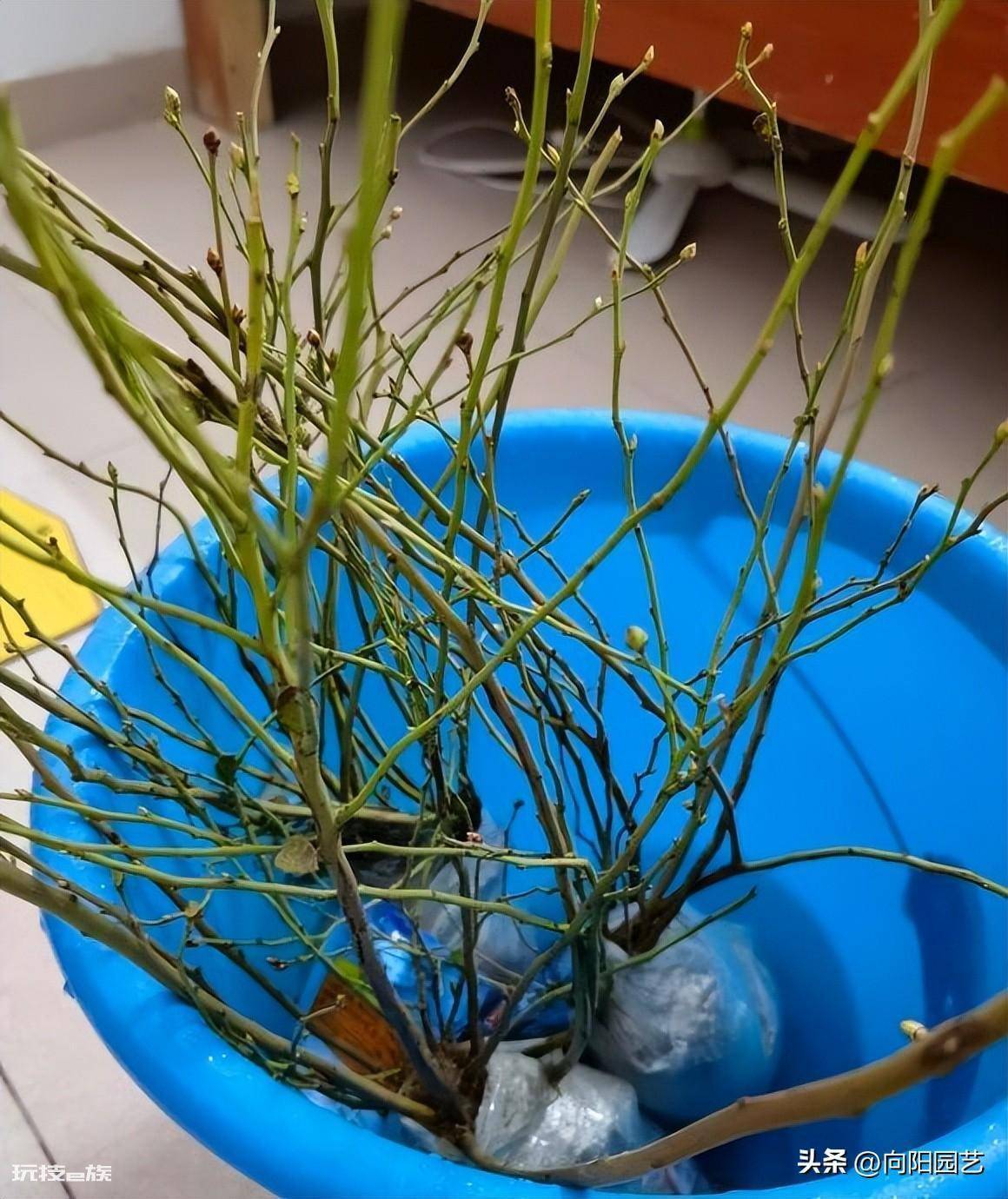 蓝莓好种植吗(很多网友买蓝莓树在家能养活但不结果)-图片6